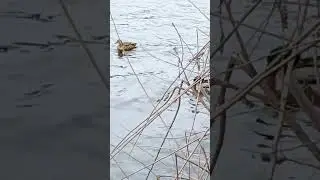 Рыбалка на Днепре ниже моста в Каменском  
