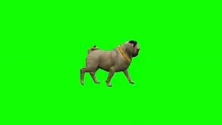 Green Screen_Cute pug dog Portrait close up.