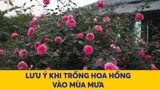 Lưu ý quan trọng khi trồng hoa hồng vào mùa mưa