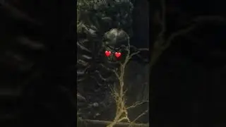 발정난 가고일이 반겨주는 엘든링... 쟤 짝 좀 맺어줍시다?  #shorts