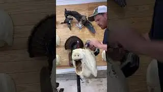 Texas Javelina shoulder mount