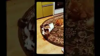 МАША И ЕЁ ДРУЗЬЯ
