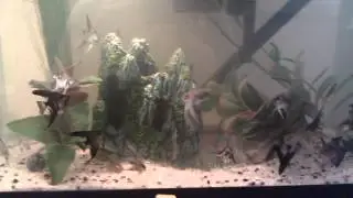 The 26...Angelfish 3 months old