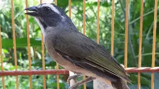 TRINCA FERRO grego CUICADO CANTANDO no MATO e muita MELODIA!