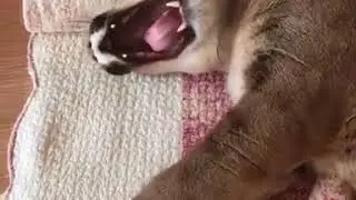 Big Kitty Taking a Nap, But When he Sees his Owner and Wakes up