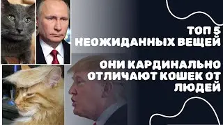 Топ 5 неожиданных вещей, кардинально отличающих кошек от человека.