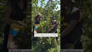 Fındık yevmiyesi 1000 tl olunca mecbur