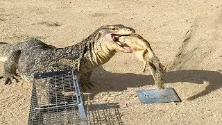 Lizard Finds SQUIRREL IN TRAP -- Quickly Eats It