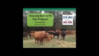 Choosing Bulls to Suit Your Program
