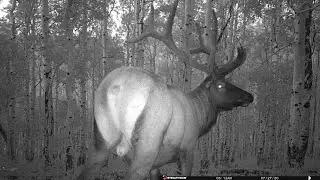 UTAH HUNTING! Summer Scouting and Trail Cams!