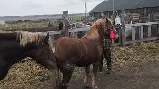 Заводим кобылу к жеребцу