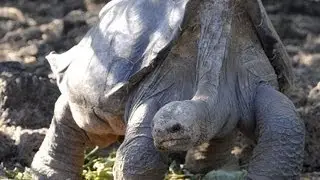 Lonesome George has died, aged 100