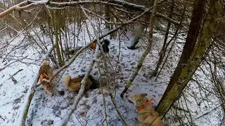 Охота #303 загонная на лося