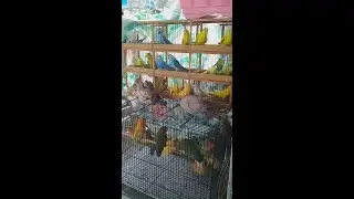 Для разнообразия - птички на Птичке. Янгиабад.