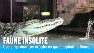 Faune insolite : Ces surprenantes créatures qui peuplent la Seine