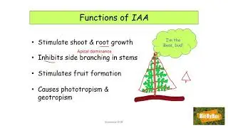 L.C. Biology Auxin/IAA