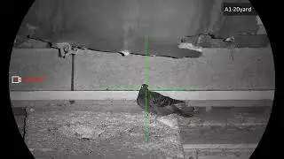 MORE RATS EATING LOADS OF LEAD