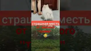 Смерть тапочкам. Тузик в ярости.😃 #юмор #funnyanimal #tiktok #мем #shorts #питомец #смертьтапочкам