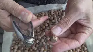 Декоративный фундук "Сирена". Первые плоды, формирование отводков.