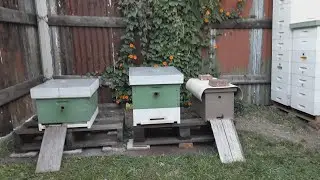 Я в шоке от аргентинских пчел // Пчеловодство Аргентины