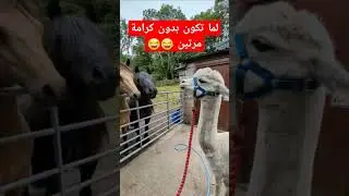 لما تكون بدون كرامة مرتين 🤣🤣