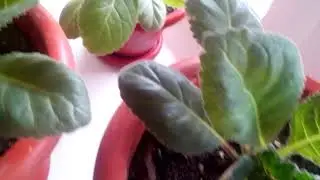 цветы домашние