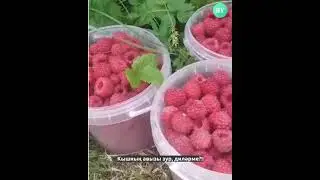 Эх, җиләкле җәйләре...