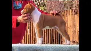 Redmon Boy4 Burner x Audrey 6 wks