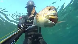 Çanakkale Boğazı Sinarit Avı  6 Kg