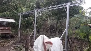Proses Pembuatan Kandang Baru