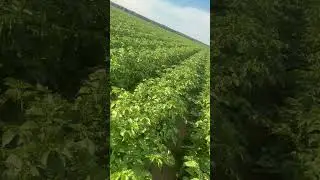 Сорт Ривьера #ФатАгро #automobile #farming #seeds #agriculture #potato #food #farm #картофель