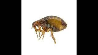 Cheyenne bugs and insects