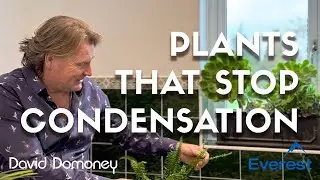 How plants can stop condensation in the home