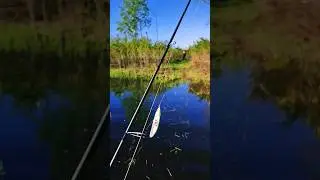 Пролезем где угодно.Рыбалка #fishing #рыбалка #shorts