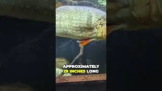 Uncovering the Massive Fish in My 880 Gallon Aquarium