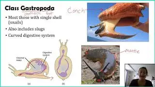 Phylum Mollusca - Part 2