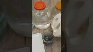 Голубой джин #short #самогон #рецептнастойки