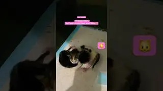 New Baby cat have been born #cute #love #kucinglucu #catlover #kucing #animals #cat #baby #youtube