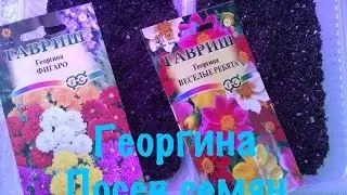 ГЕОРГИНА. ПОСЕВ СЕМЯН ГЕОРГИНЫ НА РАССАДУ.