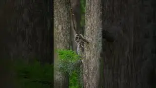 Baby barred owl! #sony200600 #nature #barredowl #wildlife #sonyalpha