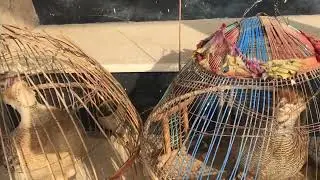 Grey Francolin voice تیتر کی آواز teetar ki awaz #couple #birdsounds #greyfrancolin