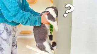 Cat Intelligence Test! Are Cats Smart?