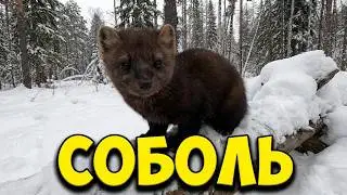Охота на соболя капканами  Декабрь 2021