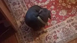 АБЗОР НА МАЕГО КАТА!💕💕 САМАГА УМНАГА И КРАСИГОГО МОЕГО КАТА!💕💕💕💕💕💕💕