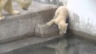 Медвежонок