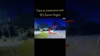 #Vaca #charronegro
