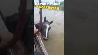 Спасение лошадей в период паводка. #horse #животные #природа