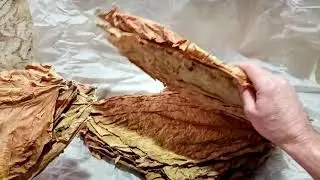 Вирджиния-202, процесс сушки и получилась gold.