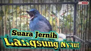 Pancingan Sitrun Biru Malas Bunyi • Suara Merdu Burung Sikatan Ninon
