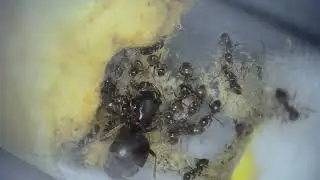 Pink water colony, and pupa progress